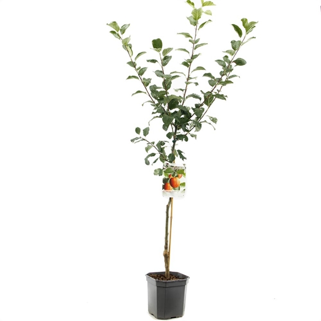 Image de Malus dom. Santana bas tige
