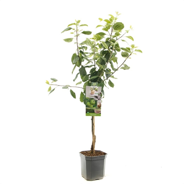 Image de Malus dom. Granny Smith bas tige