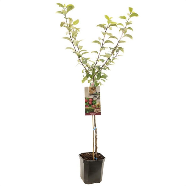 Image de Malus dom. Sterappel bas tige