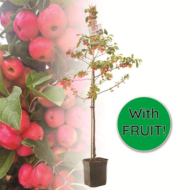 Image de Malus Red Sentinel bas tige