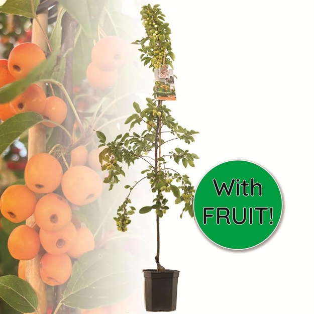 Image de Malus Prof. Sprenger bas tige