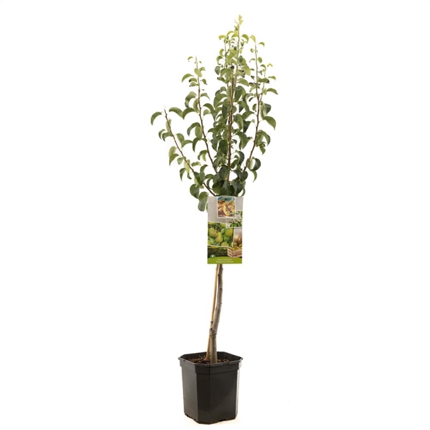 Image de Pyrus comm. Doyenné du Comice couche