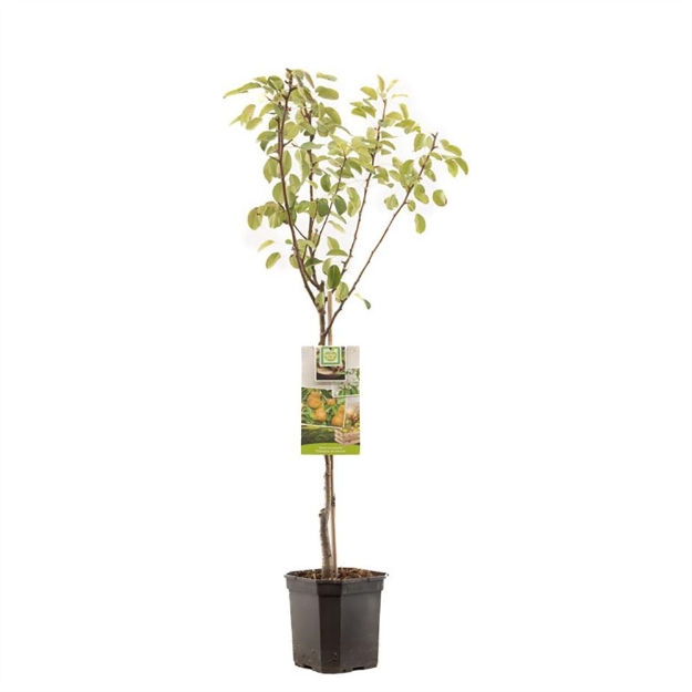 Image de Pyrus comm. Triomphe de Vienne couche