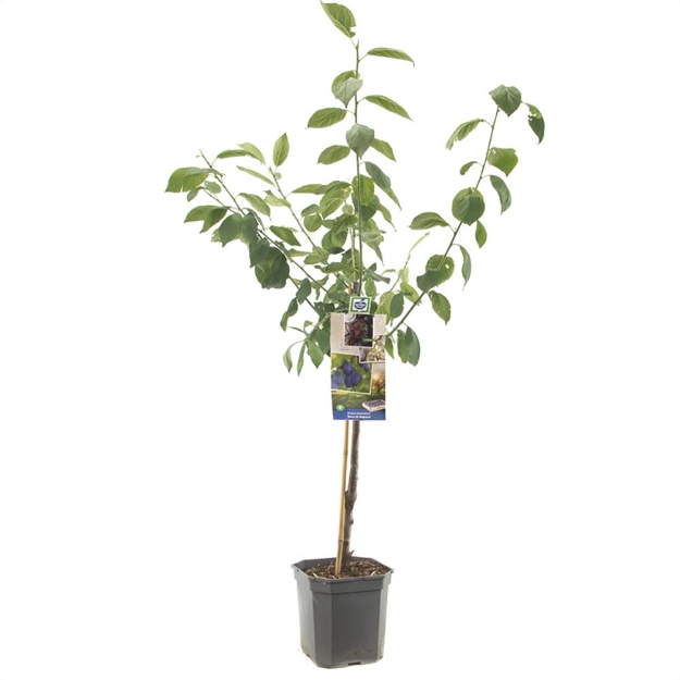 Image de Prunus dom. Bleue de Belgique couche