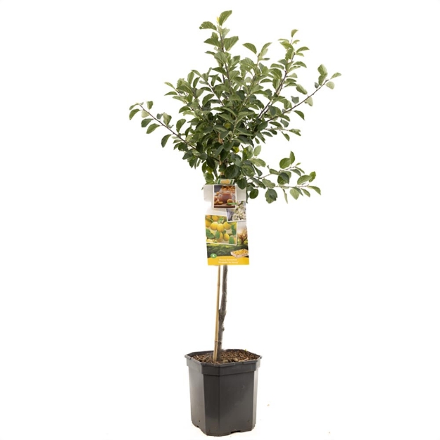 Image de Prunus dom. Mirab. de Nancy couche