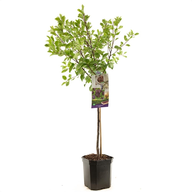 Image de Prunus dom. Opal bas tige