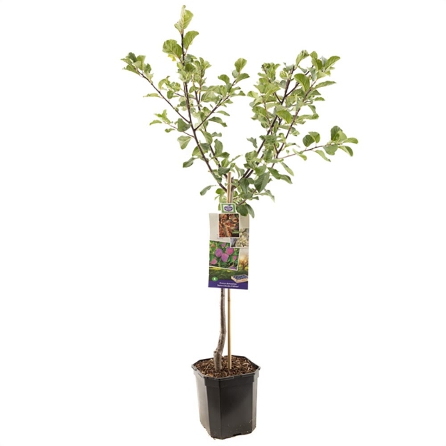 Image de Prunus dom. R-Cl. d'Althan bas tige