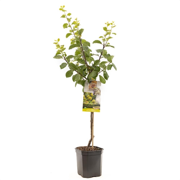 Image de Prunus dom. R-Cl. d'Oullins couche
