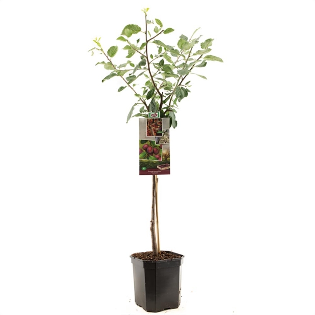 Image de Prunus dom. Victoria bas tige
