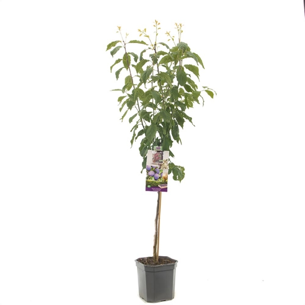 Image de Prunus dom. Hauszwetsche bas tige