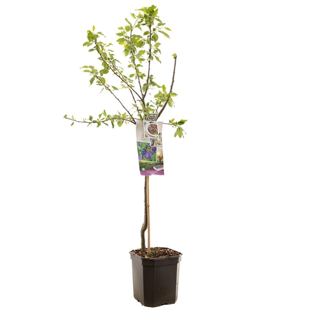 Image de Prunus dom. Stanley bas tige