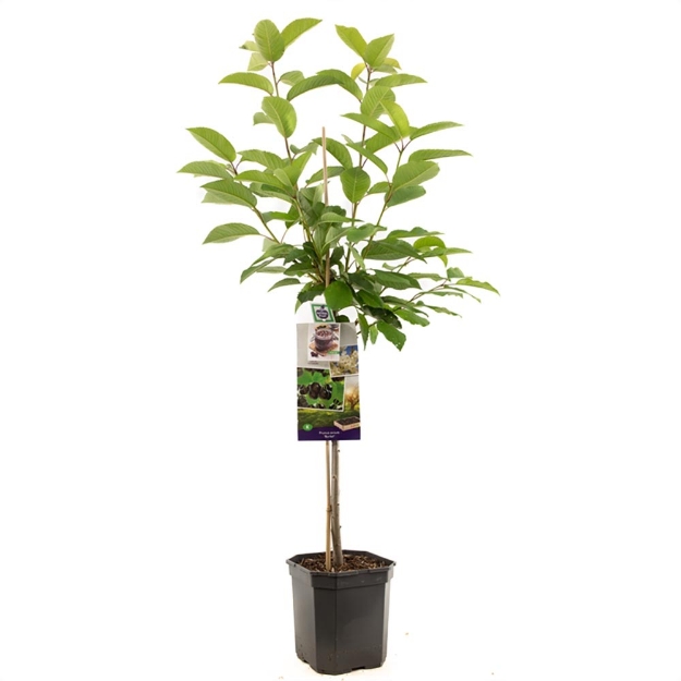 Image de Prunus avium Burlat bas tige