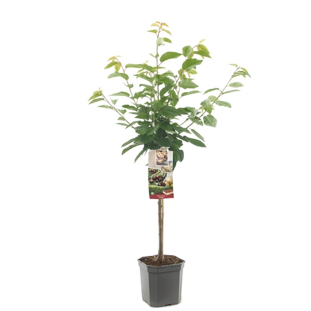 Image de Prunus avium Kordia bas tige