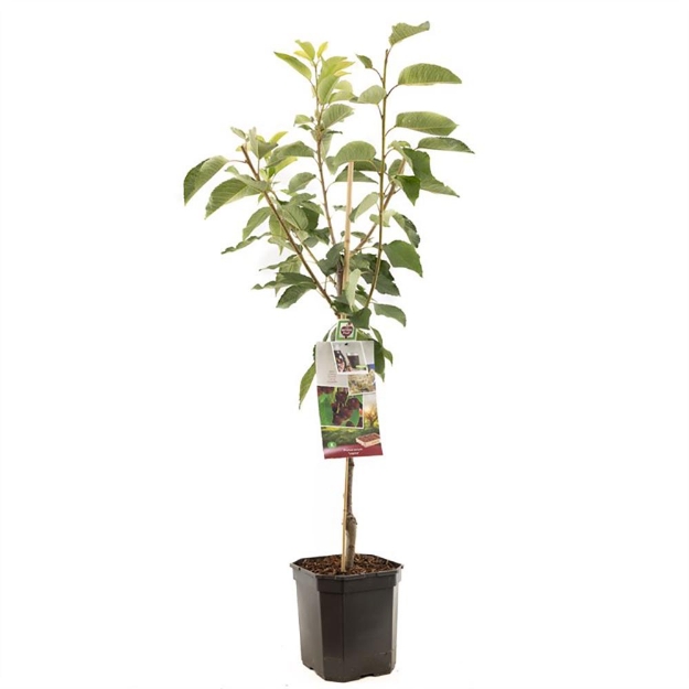 Image de Prunus avium Lapins bas tige