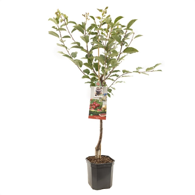 Image de Prunus cerasus Morel bas tige
