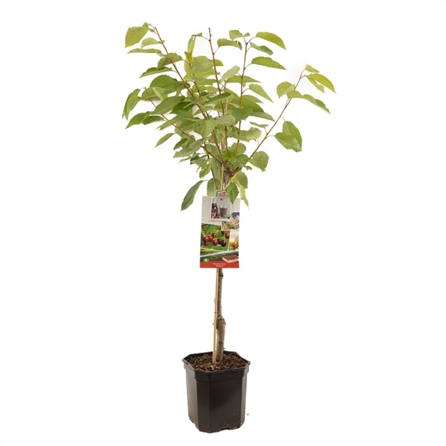 Image de Prunus avium Regina bas tige
