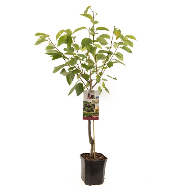 Image de Prunus avium Sunburst bas tige