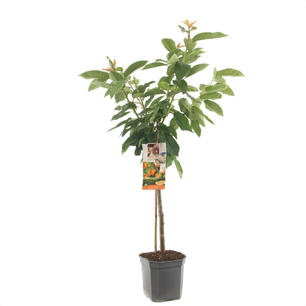 Image de Prunus avium Big. Napoléon bas tige