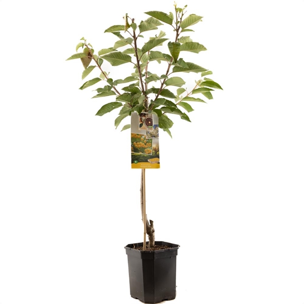 Image de Prunus avium Donissens Gold bas t.