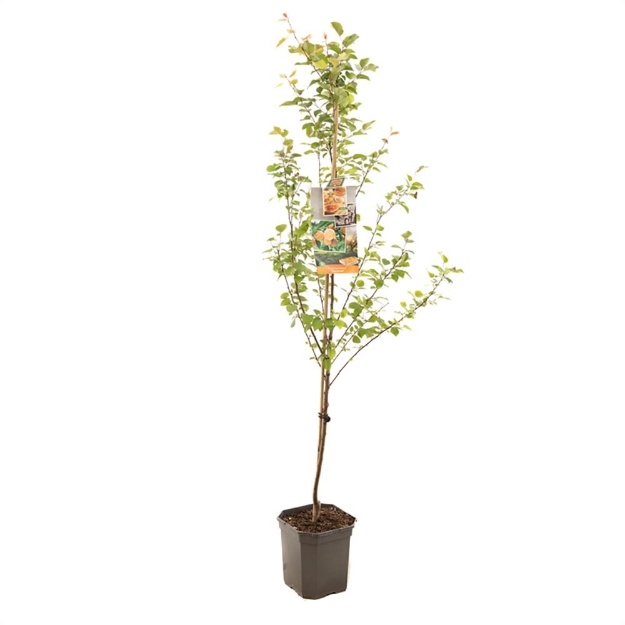 Image de Prunus armeniaca Tros Orange couche