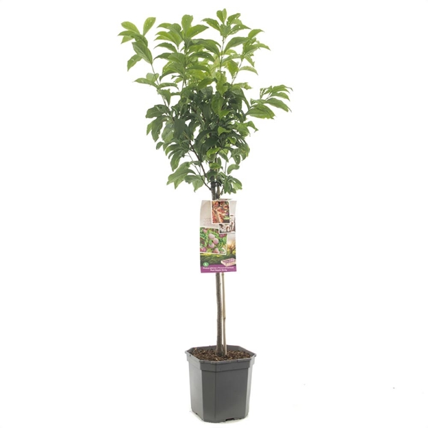 Image de Prunus sal x arm Pluot Dapple Dandy