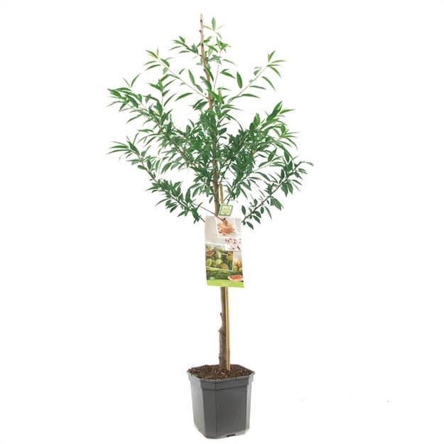 Image de Prunus dulcis Amande bas tige