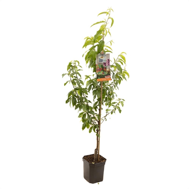 Image de Prunus persica Peregrine bas tige