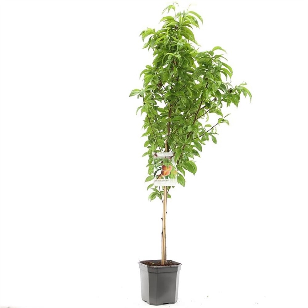 Image de Prunus persica Saturn bas tige