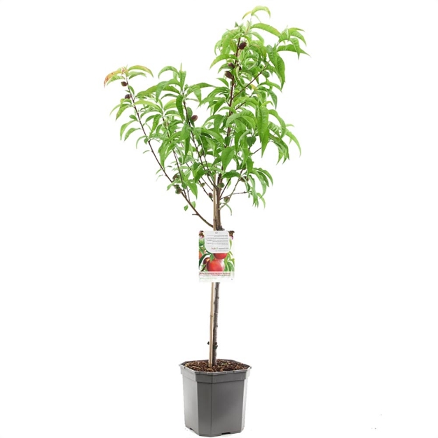 Image de Prunus pers. nuc. M. Blanchet couche
