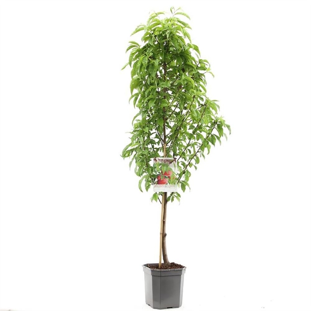 Image de Prunus pers. nuc. Flateryna couche