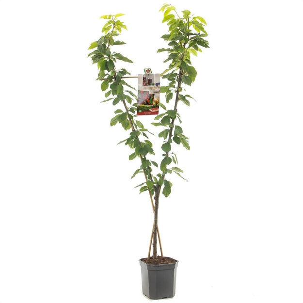 Image de Prunus avium Duo-cerise