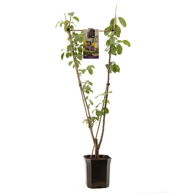 Image de Prunus dom. Duo-prune