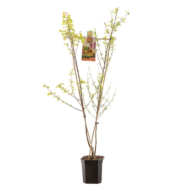 Image de Prunus Duo Perzik-Abrikoos
