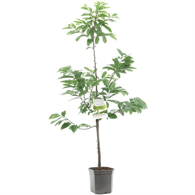 Image de Castanea sativa kastanje bas tige