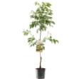 Image de Juglans regia Buccaneer broche