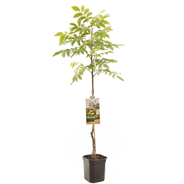 Image de Juglans regia Broadview broche