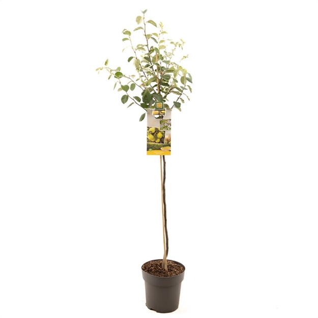 Image de Cydonia oblonga coing poire demi