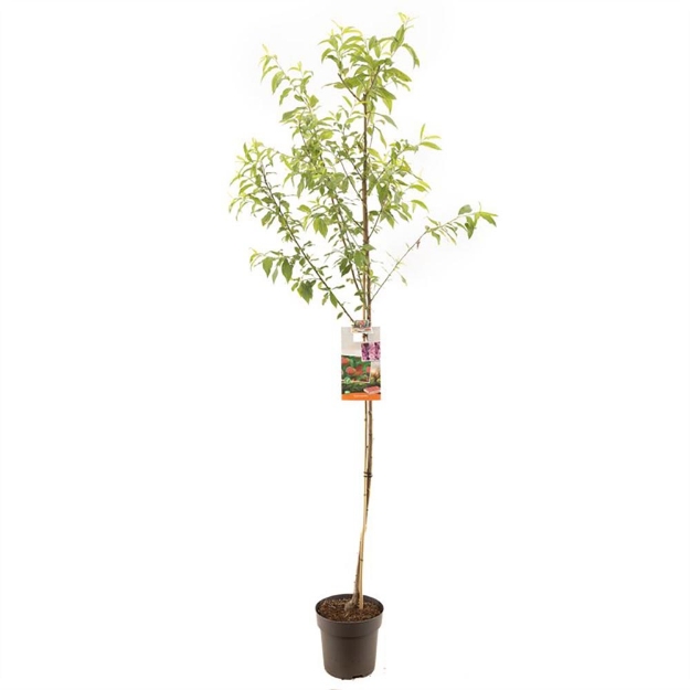 Image de Prunus persica Pêche demi tige