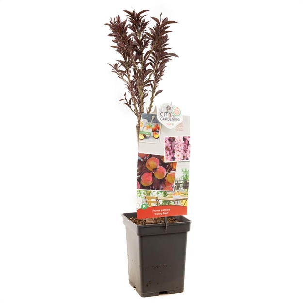 Image de Prunus persica Honey Red