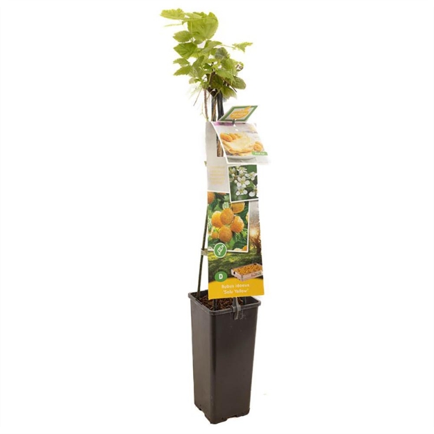 Image de Rubus id. TwoTimer® Sugana Yellow®