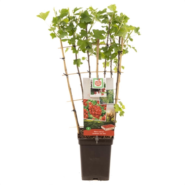Image de Ribes rubrum Jonkh. v Tets espalier