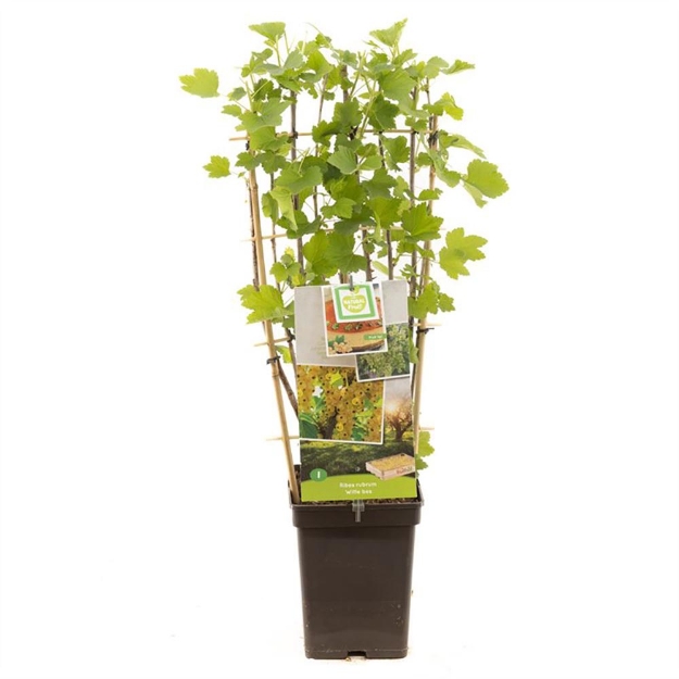 Image de Ribes rubrum blanc bes espalier