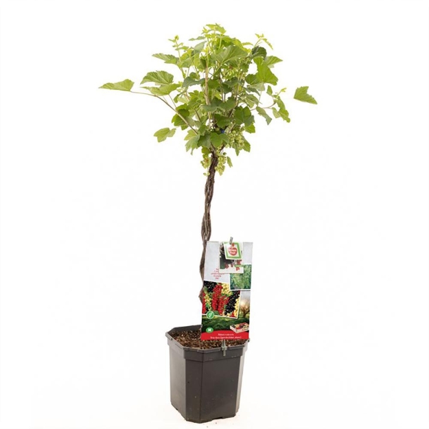 Image de Ribes r. Trio-bes gevlochten tige