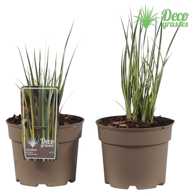 Image de Acorus gramineus 'Argenteostratius' - pot 19 cm