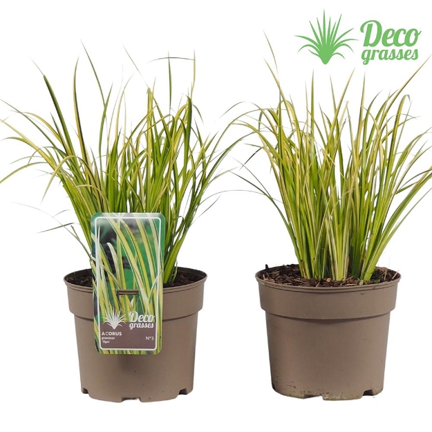 Image de Acorus gramineus 'Ogon - pot 19 cm