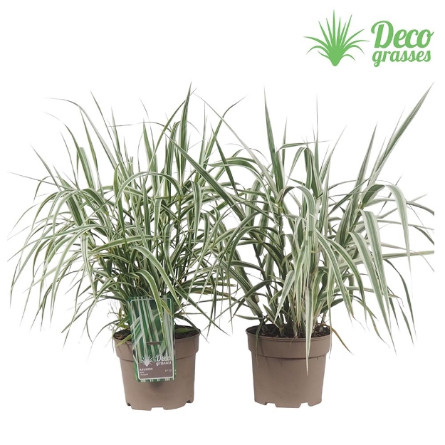 Image de Arundo donax 'Variegata' - pot 19 cm