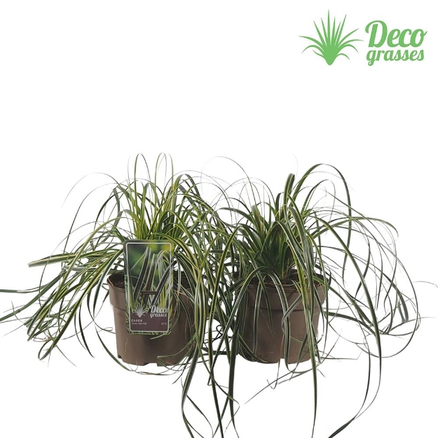 Image de Carex 'Feather Falls'® - pot 19 cm