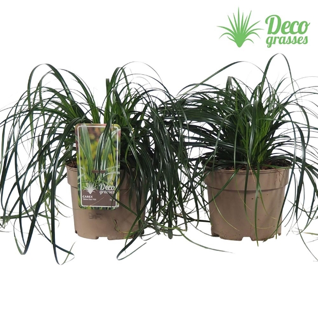 Image de Carex 'Ribbon Falls® - pot 19 cm