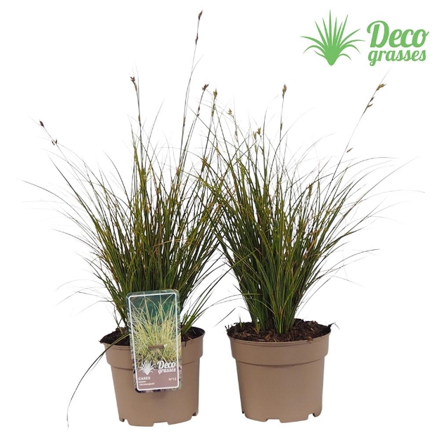Image de Carex brunea 'Aureomarginata' - pot 19 cm