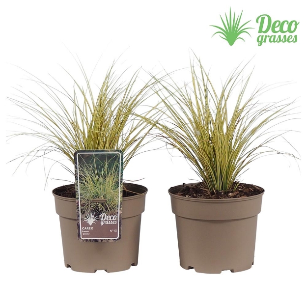 Image de Carex brunnea 'Jenneke' - pot 19 cm